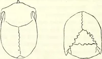 Picture 45 of 143 from Crania americana or, A comparative view of the skulls of various aboriginal nations of North and South America : to which is prefixed an essay on the varities of the human species / by Samuel George Morton. (1839), leaf 214