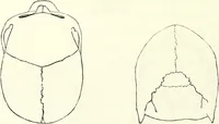 Picture 46 of 143 from Crania americana or, A comparative view of the skulls of various aboriginal nations of North and South America : to which is prefixed an essay on the varities of the human species / by Samuel George Morton. (1839), leaf 216