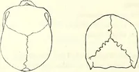 Picture 47 of 143 from Crania americana or, A comparative view of the skulls of various aboriginal nations of North and South America : to which is prefixed an essay on the varities of the human species / by Samuel George Morton. (1839), leaf 218