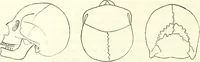 Picture 48 of 143 from Crania americana or, A comparative view of the skulls of various aboriginal nations of North and South America : to which is prefixed an essay on the varities of the human species / by Samuel George Morton. (1839), leaf 220