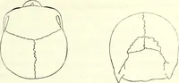 Picture 49 of 143 from Crania americana or, A comparative view of the skulls of various aboriginal nations of North and South America : to which is prefixed an essay on the varities of the human species / by Samuel George Morton. (1839), leaf 221