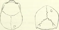 Picture 50 of 143 from Crania americana or, A comparative view of the skulls of various aboriginal nations of North and South America : to which is prefixed an essay on the varities of the human species / by Samuel George Morton. (1839), leaf 223