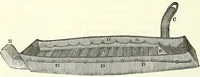 Picture 51 of 143 from Crania americana or, A comparative view of the skulls of various aboriginal nations of North and South America : to which is prefixed an essay on the varities of the human species / by Samuel George Morton. (1839), leaf 226