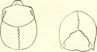 Picture 52 of 143 from Crania americana or, A comparative view of the skulls of various aboriginal nations of North and South America : to which is prefixed an essay on the varities of the human species / by Samuel George Morton. (1839), leaf 229