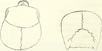 Picture 53 of 143 from Crania americana or, A comparative view of the skulls of various aboriginal nations of North and South America : to which is prefixed an essay on the varities of the human species / by Samuel George Morton. (1839), leaf 232