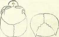 Picture 56 of 143 from Crania americana or, A comparative view of the skulls of various aboriginal nations of North and South America : to which is prefixed an essay on the varities of the human species / by Samuel George Morton. (1839), leaf 234