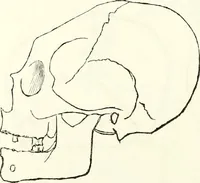 An illustration from Crania americana or, A comparative view of the skulls of various aboriginal nations of North and South America : to which is prefixed an essay on the varities of the human species / by Samuel George Morton. (1839)