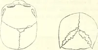 Picture 59 of 143 from Crania americana or, A comparative view of the skulls of various aboriginal nations of North and South America : to which is prefixed an essay on the varities of the human species / by Samuel George Morton. (1839), leaf 236