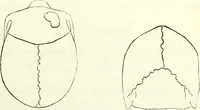 Picture 61 of 143 from Crania americana or, A comparative view of the skulls of various aboriginal nations of North and South America : to which is prefixed an essay on the varities of the human species / by Samuel George Morton. (1839), leaf 241