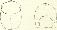 Picture 62 of 143 from Crania americana or, A comparative view of the skulls of various aboriginal nations of North and South America : to which is prefixed an essay on the varities of the human species / by Samuel George Morton. (1839), leaf 242