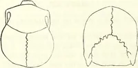 Picture 63 of 143 from Crania americana or, A comparative view of the skulls of various aboriginal nations of North and South America : to which is prefixed an essay on the varities of the human species / by Samuel George Morton. (1839), leaf 246