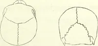 Picture 64 of 143 from Crania americana or, A comparative view of the skulls of various aboriginal nations of North and South America : to which is prefixed an essay on the varities of the human species / by Samuel George Morton. (1839), leaf 247