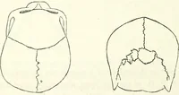 Picture 65 of 143 from Crania americana or, A comparative view of the skulls of various aboriginal nations of North and South America : to which is prefixed an essay on the varities of the human species / by Samuel George Morton. (1839), leaf 248