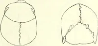 Picture 66 of 143 from Crania americana or, A comparative view of the skulls of various aboriginal nations of North and South America : to which is prefixed an essay on the varities of the human species / by Samuel George Morton. (1839), leaf 253