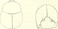 Picture 67 of 143 from Crania americana or, A comparative view of the skulls of various aboriginal nations of North and South America : to which is prefixed an essay on the varities of the human species / by Samuel George Morton. (1839), leaf 254