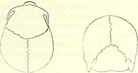 Picture 68 of 143 from Crania americana or, A comparative view of the skulls of various aboriginal nations of North and South America : to which is prefixed an essay on the varities of the human species / by Samuel George Morton. (1839), leaf 255
