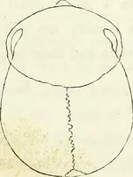 Picture 69 of 143 from Crania americana or, A comparative view of the skulls of various aboriginal nations of North and South America : to which is prefixed an essay on the varities of the human species / by Samuel George Morton. (1839), leaf 255