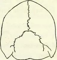 Picture 70 of 143 from Crania americana or, A comparative view of the skulls of various aboriginal nations of North and South America : to which is prefixed an essay on the varities of the human species / by Samuel George Morton. (1839), leaf 255