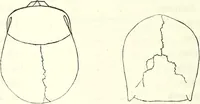 Picture 71 of 143 from Crania americana or, A comparative view of the skulls of various aboriginal nations of North and South America : to which is prefixed an essay on the varities of the human species / by Samuel George Morton. (1839), leaf 256