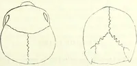 Picture 72 of 143 from Crania americana or, A comparative view of the skulls of various aboriginal nations of North and South America : to which is prefixed an essay on the varities of the human species / by Samuel George Morton. (1839), leaf 257
