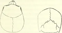 Picture 74 of 143 from Crania americana or, A comparative view of the skulls of various aboriginal nations of North and South America : to which is prefixed an essay on the varities of the human species / by Samuel George Morton. (1839), leaf 265