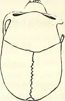 Picture 75 of 143 from Crania americana or, A comparative view of the skulls of various aboriginal nations of North and South America : to which is prefixed an essay on the varities of the human species / by Samuel George Morton. (1839), leaf 270