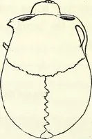 An illustration from Crania americana or, A comparative view of the skulls of various aboriginal nations of North and South America : to which is prefixed an essay on the varities of the human species / by Samuel George Morton. (1839)