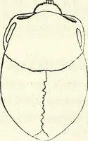 Picture 77 of 143 from Crania americana or, A comparative view of the skulls of various aboriginal nations of North and South America : to which is prefixed an essay on the varities of the human species / by Samuel George Morton. (1839), leaf 270