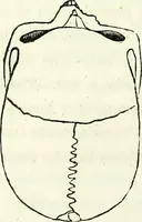 An illustration from Crania americana or, A comparative view of the skulls of various aboriginal nations of North and South America : to which is prefixed an essay on the varities of the human species / by Samuel George Morton. (1839)