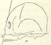 Picture 80 of 143 from Crania americana or, A comparative view of the skulls of various aboriginal nations of North and South America : to which is prefixed an essay on the varities of the human species / by Samuel George Morton. (1839), leaf 272