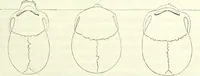 Picture 81 of 143 from Crania americana or, A comparative view of the skulls of various aboriginal nations of North and South America : to which is prefixed an essay on the varities of the human species / by Samuel George Morton. (1839), leaf 273