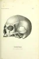 Picture 87 of 143 from Crania americana or, A comparative view of the skulls of various aboriginal nations of North and South America : to which is prefixed an essay on the varities of the human species / by Samuel George Morton. (1839), leaf 329