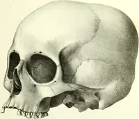 Picture 90 of 143 from Crania americana or, A comparative view of the skulls of various aboriginal nations of North and South America : to which is prefixed an essay on the varities of the human species / by Samuel George Morton. (1839), leaf 335