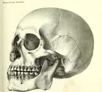 An illustration from Crania americana or, A comparative view of the skulls of various aboriginal nations of North and South America : to which is prefixed an essay on the varities of the human species / by Samuel George Morton. (1839)