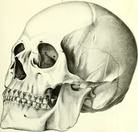 An illustration from Crania americana or, A comparative view of the skulls of various aboriginal nations of North and South America : to which is prefixed an essay on the varities of the human species / by Samuel George Morton. (1839)