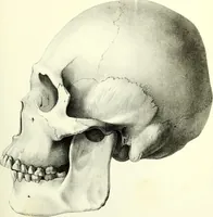 An illustration from Crania americana or, A comparative view of the skulls of various aboriginal nations of North and South America : to which is prefixed an essay on the varities of the human species / by Samuel George Morton. (1839)