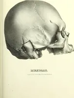 Picture 99 of 143 from Crania americana or, A comparative view of the skulls of various aboriginal nations of North and South America : to which is prefixed an essay on the varities of the human species / by Samuel George Morton. (1839), leaf 359