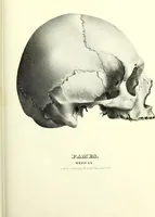 Picture 100 of 143 from Crania americana or, A comparative view of the skulls of various aboriginal nations of North and South America : to which is prefixed an essay on the varities of the human species / by Samuel George Morton. (1839), leaf 361