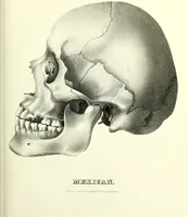 Picture 101 of 143 from Crania americana or, A comparative view of the skulls of various aboriginal nations of North and South America : to which is prefixed an essay on the varities of the human species / by Samuel George Morton. (1839), leaf 363