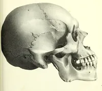 Picture 102 of 143 from Crania americana or, A comparative view of the skulls of various aboriginal nations of North and South America : to which is prefixed an essay on the varities of the human species / by Samuel George Morton. (1839), leaf 365
