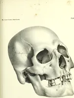 Picture 103 of 143 from Crania americana or, A comparative view of the skulls of various aboriginal nations of North and South America : to which is prefixed an essay on the varities of the human species / by Samuel George Morton. (1839), leaf 367