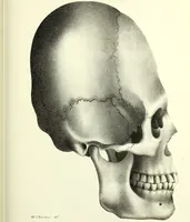 Picture 104 of 143 from Crania americana or, A comparative view of the skulls of various aboriginal nations of North and South America : to which is prefixed an essay on the varities of the human species / by Samuel George Morton. (1839), leaf 369