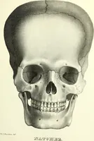 An illustration from Crania americana or, A comparative view of the skulls of various aboriginal nations of North and South America : to which is prefixed an essay on the varities of the human species / by Samuel George Morton. (1839)