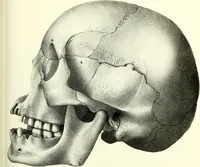 An illustration from Crania americana or, A comparative view of the skulls of various aboriginal nations of North and South America : to which is prefixed an essay on the varities of the human species / by Samuel George Morton. (1839)