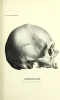 Picture 108 of 143 from Crania americana or, A comparative view of the skulls of various aboriginal nations of North and South America : to which is prefixed an essay on the varities of the human species / by Samuel George Morton. (1839), leaf 377