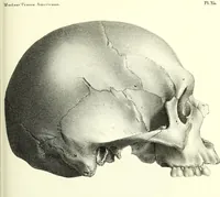 Picture 109 of 143 from Crania americana or, A comparative view of the skulls of various aboriginal nations of North and South America : to which is prefixed an essay on the varities of the human species / by Samuel George Morton. (1839), leaf 379