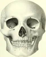 An illustration from Crania americana or, A comparative view of the skulls of various aboriginal nations of North and South America : to which is prefixed an essay on the varities of the human species / by Samuel George Morton. (1839)