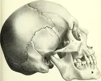 Picture 111 of 143 from Crania americana or, A comparative view of the skulls of various aboriginal nations of North and South America : to which is prefixed an essay on the varities of the human species / by Samuel George Morton. (1839), leaf 383