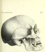 An illustration from Crania americana or, A comparative view of the skulls of various aboriginal nations of North and South America : to which is prefixed an essay on the varities of the human species / by Samuel George Morton. (1839)