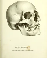 Picture 113 of 143 from Crania americana or, A comparative view of the skulls of various aboriginal nations of North and South America : to which is prefixed an essay on the varities of the human species / by Samuel George Morton. (1839), leaf 387